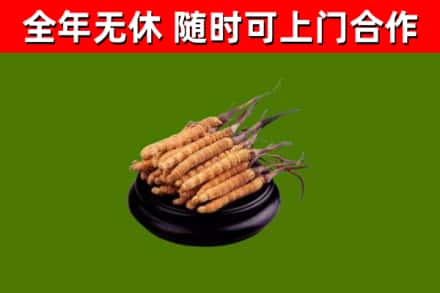陇川回收冬虫夏草